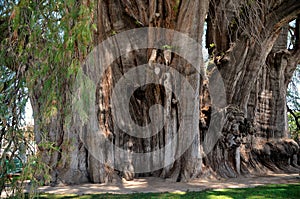 Tree of LIfe Trunk