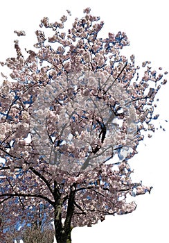Tree with light cherry blossoms with very evident dark brown branches.