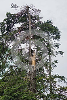 Tree lightning damage