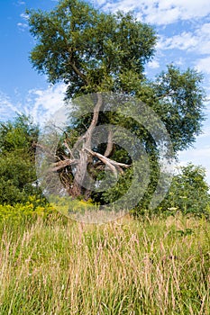 Tree after lightning strikes