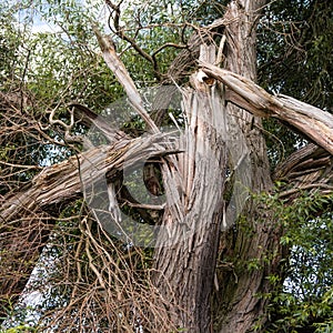 Tree after lightning strikes