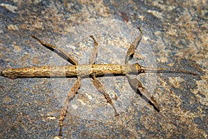 tree-like beetle, Annam stick Baculum extradentatum.