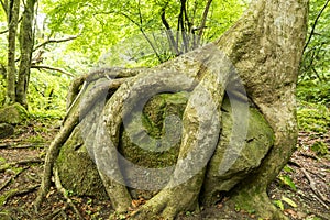 Tree like grabbing a stone