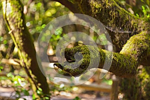 Tree like a hand at rainforest - La Gomera - Canary Spain