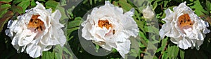 Tree-like peony, tree-shaped white peony in the garden, peony petals close-up at sunset, natural blurred background. Insect on a