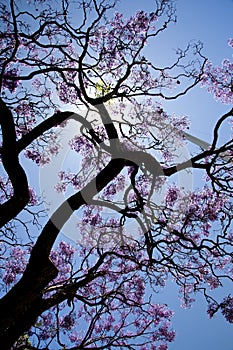 Tree with lilac-colored flowers