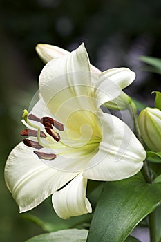 Tree Lily Blossom, common name - Garden Affair photo