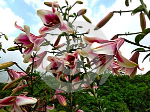 Tree lily Friso, with white and pink flowers.