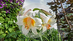 Tree Lily or Lilium Lavon yellow white flower in the garden design
