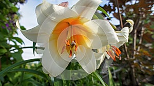 Tree Lily or Lilium Lavon yellow white flower in the garden design