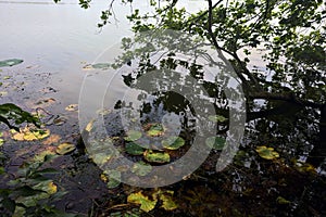 Tree and lily pads by the riverside and their reflections casted on the water on a sunny day in the italian countryside