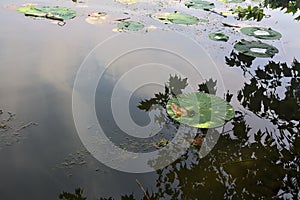 Tree and lily pads by the riverside and their reflections casted on the water on a sunny day in the italian countryside