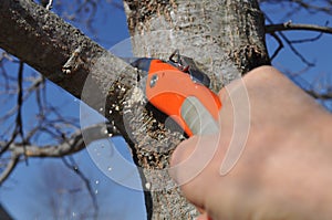 Tree Limb Being Properly Pruned