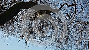 Tree limb over lake