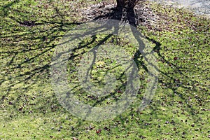 Tree limb shadows