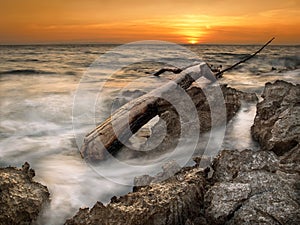 Tree limb on the shore