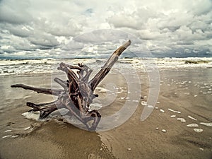 Tree limb washed ashore