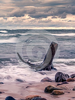 Tree limb washed ashore