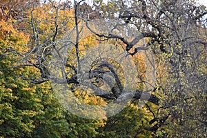 Tree limbs in the fall of 2023 in Southern Virginia