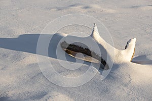 Tree limbs on a frozen lake