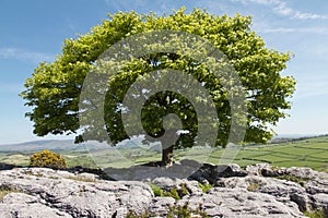 A Tree on Limestone in Spring