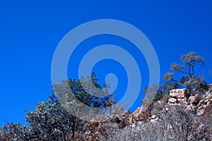TREE LINE AGAINST THE BLUE SKY ON THE SLOPE OF A HILL
