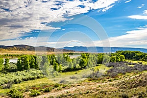 Tree line along Yampa River