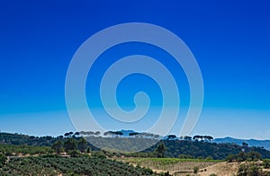 Tree Line, Andalucia, Spain photo