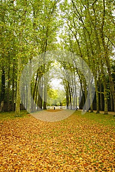 Tree line of autumn landscape, fallen leaves