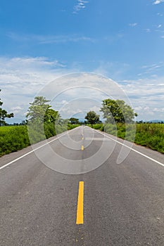 The tree line in the country road