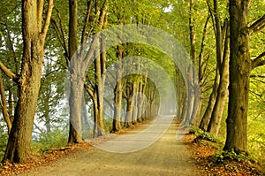 Tree line countryside road