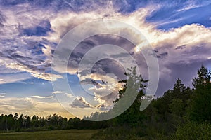 Tree line with cumulus clouds