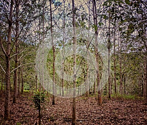 Tree Line Dendrophobia photo
