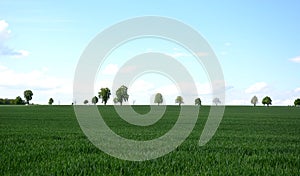 Tree line dividing the field into smaller pieces windbreak landmark line anti-erosion refuge for birds and mammals