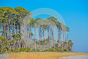 Tree line and duns on Hunting Island. A Barrier Island on the Atlantic Ocean, Beaufort County, South Carolina