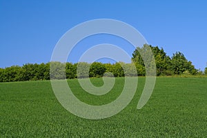 Tree line on the edge of a perfect meadow