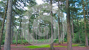 Un árbol línea verde Bosque enfocado 