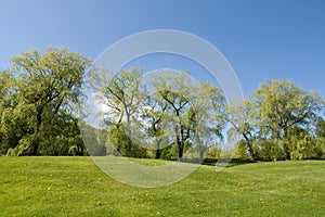 Tree line on hill