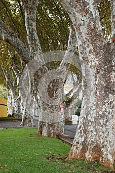 Tree Line, Madeira