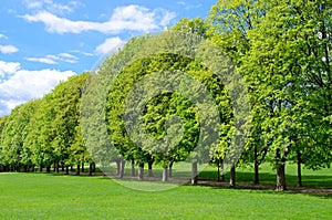 Tree line in the popular Vigeland park