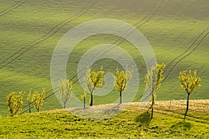 Tree line of small trees with meadow and field.