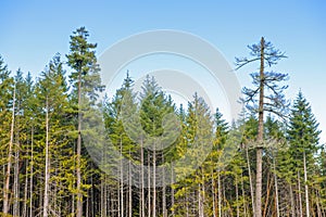 Tree line from top of a logging mountain on Vancouver Island, BC, Canada