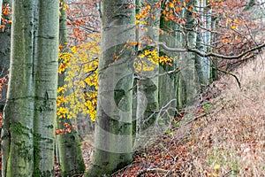 tree line trunks of old beech trees standing in the forest with autumn colored orange leaves and branches in the Czech Republic