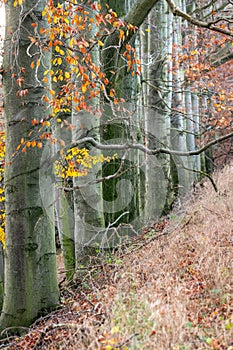 tree line trunks of old beech trees standing in the forest with autumn colored orange leaves and branches in the Czech Republic