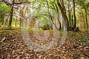 Tree line woodland path in autumn