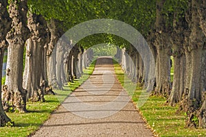 Tree lined alley in Frederiksborg castle park. Hillerod, Denmark