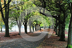 Tree Lined Avenue in Autumn