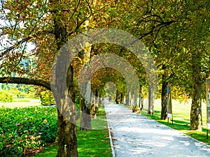 Tree-lined avenue of a colorful garden