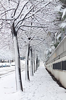 TREE LINED AVENUE COVERED BY THE SNOW IN ROME