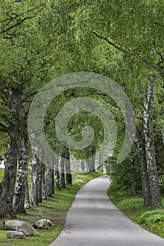 A tree lined avenue early Swedish summer